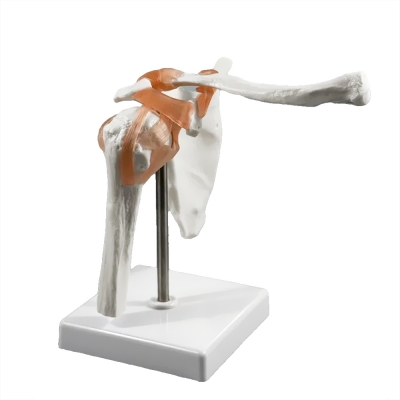 Фото: Анатомическая модель плечевого сустава человека Corpo Articulatio-5 Анатомическая модель плечевого сустава человека Corpo Articulatio-5