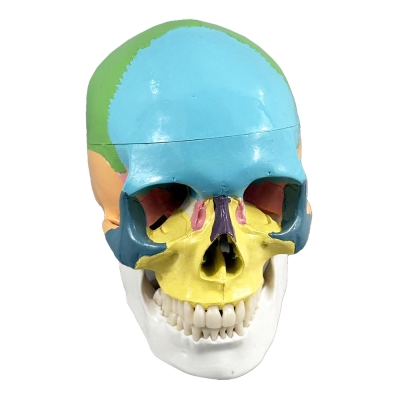 Фото: Цветная разборная модель человеческого черепа Corpo Cranium-5 Цветная разборная модель человеческого черепа Corpo Cranium-5