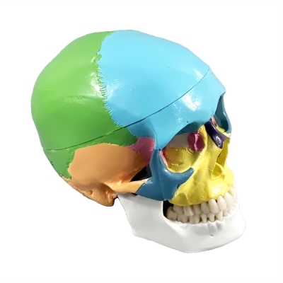 Фото: Цветная разборная модель человеческого черепа Corpo Cranium-3 Цветная разборная модель человеческого черепа Corpo Cranium-3